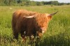Airfield Highland cattle