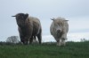 Airfield Highland cattle